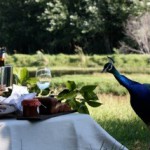 peacock picnic