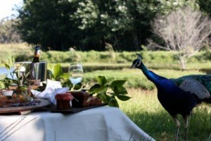 peacock picnic